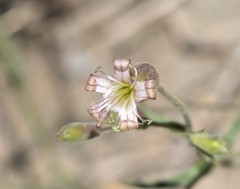 Silene verecunda
