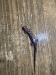 Desmognathus orestes