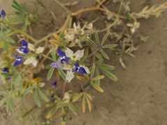 Lupinus pusillus pusillus