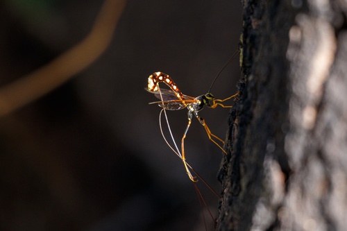 Norton's Giant Ichneumonid Wasp photo 4