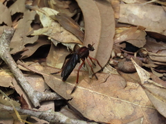 Diogmites platypterus