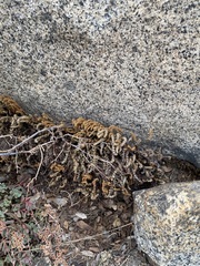 Myriopteris gracillima