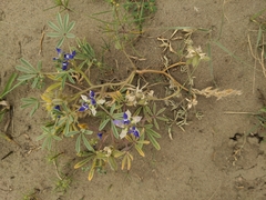 Lupinus pusillus pusillus