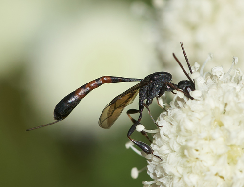 iNaturalist observation photo of Carrot Wasps