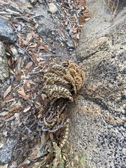 Myriopteris gracillima