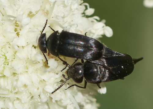 iNaturalist observation photo of Mordella