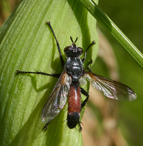 iNaturalist observation photo of Cylindromyia