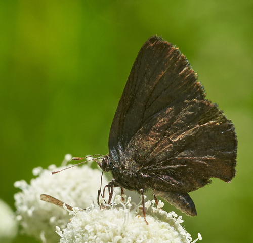 iNaturalist observation photo of Hedgerow Hairstreak