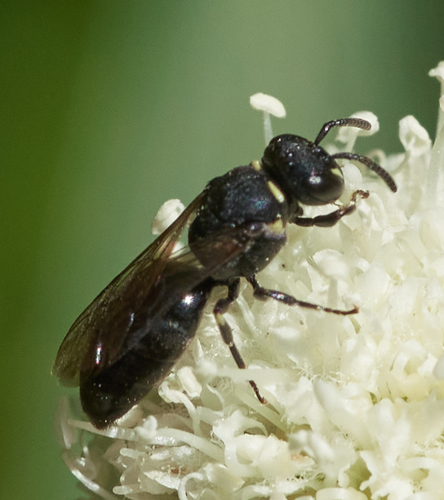 iNaturalist observation photo of Masked Bees