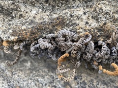 Myriopteris gracillima