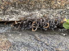 Myriopteris gracillima