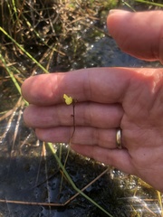 Utricularia minor