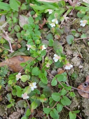 Torenia polygonoides