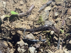 Desmognathus orestes