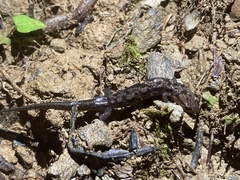 Desmognathus orestes