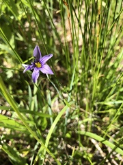 Sisyrinchium idahoense