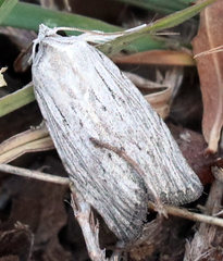 Catabena lineolata