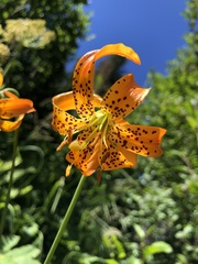 Lilium pardalinum vollmeri
