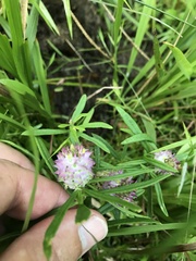 Polygala cruciata