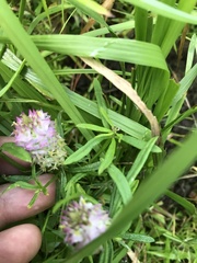 Polygala cruciata