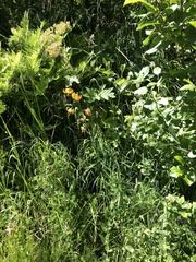 Lilium pardalinum vollmeri