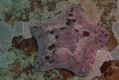 Parvulastra dyscrita