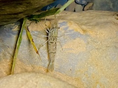 Macrobrachium asperulum