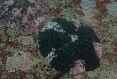 Parvulastra dyscrita