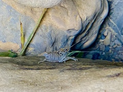 Macrobrachium asperulum