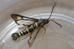 Synanthedon mellinipennis