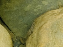 Macrobrachium asperulum