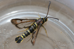 Synanthedon mellinipennis