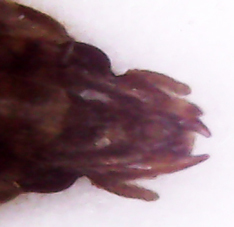Heteroceridae