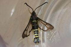 Synanthedon mellinipennis