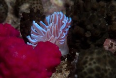 Phyllodesmium horridum