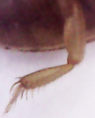 Heteroceridae