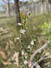 Epacris pulchella