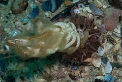 Bunodactis reynaudi
