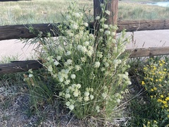 Asclepias subverticillata