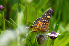 Phyciodes pallescens