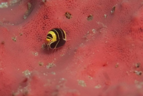 Cyproidea ornata