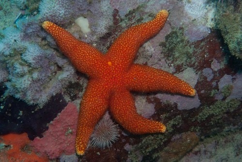 Granular Seastar (Starfish of Southern Africa) · iNaturalist