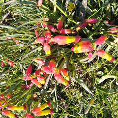 Lachenalia quadricolor