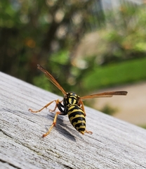 Polistes dominula