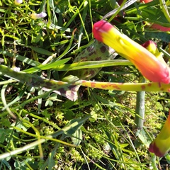 Lachenalia quadricolor