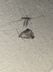 Maliattha synochitis