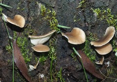 Hohenbuehelia clelandii