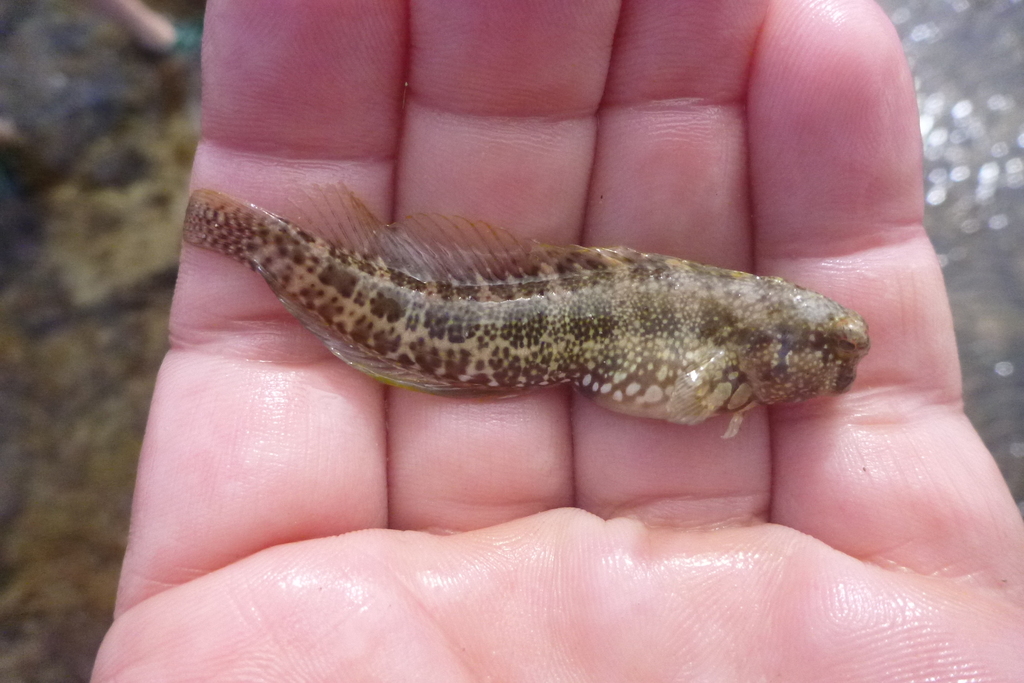 Blue-spot Blenny