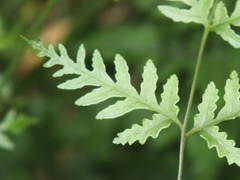 Pteris macilenta