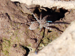Pardosa mercurialis